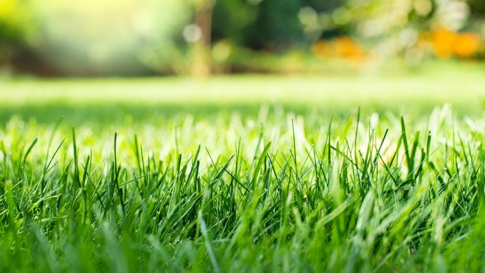 Refaire sa pelouse au printemps